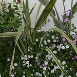 Tota Catanzaro